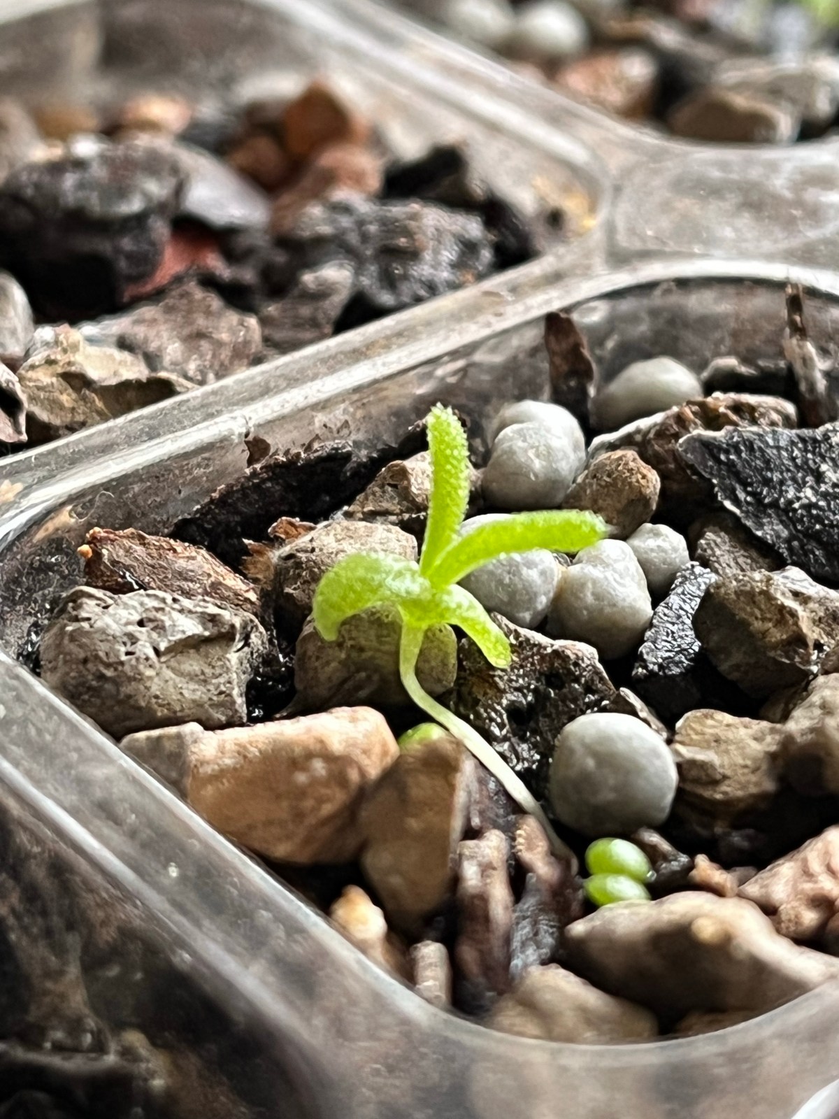 5 months of Indoor gardening—succulents